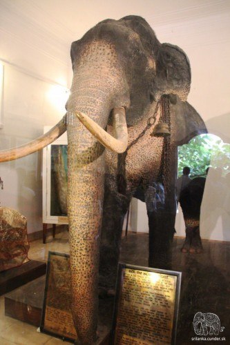Múzeum slona Rádžu