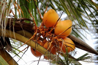 Kráľovský kokos
